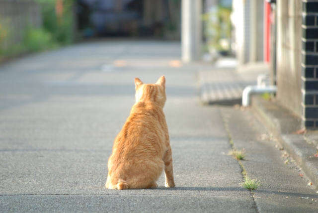 猫の背中