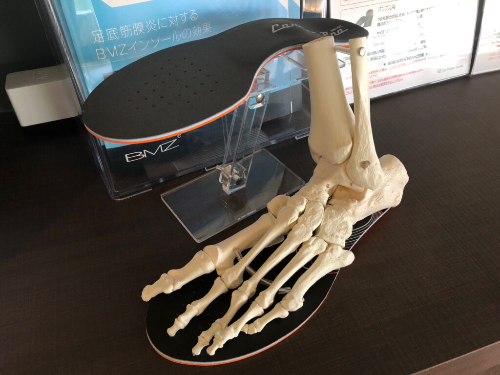 足骨格模型