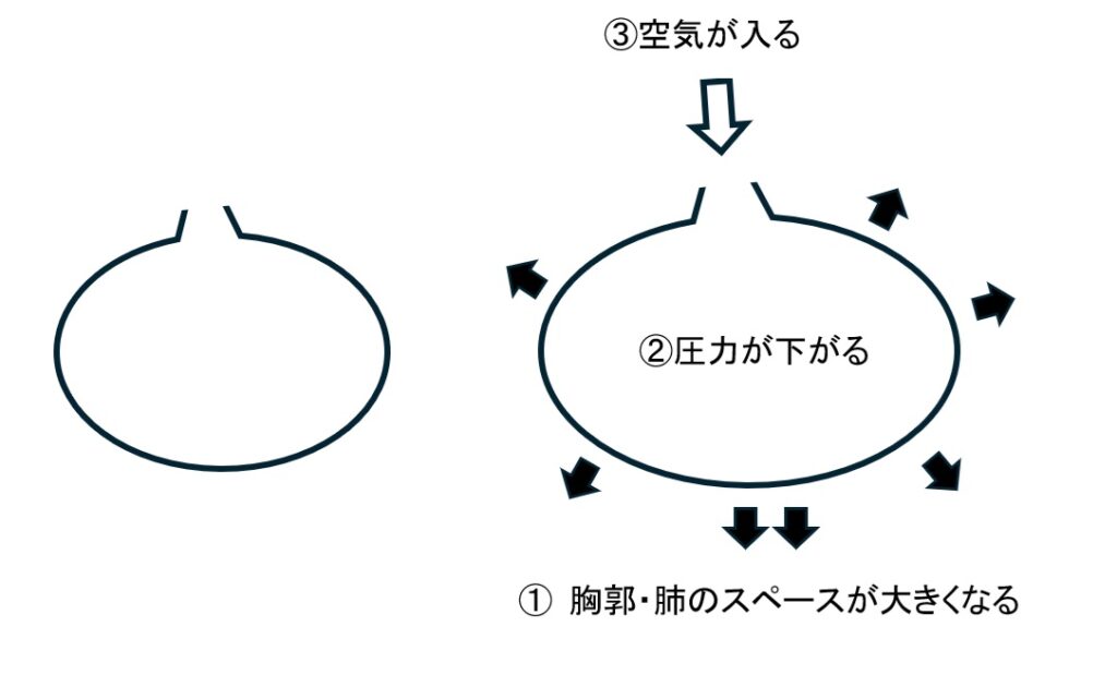 呼吸のしくみ